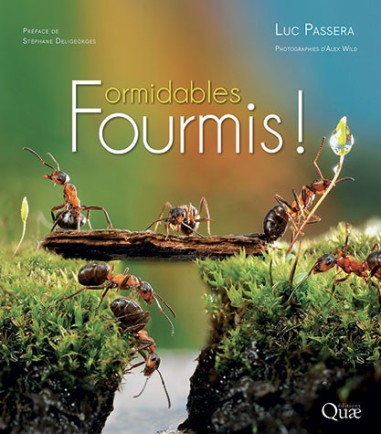 Formidables fourmis - BEAU LIVRE