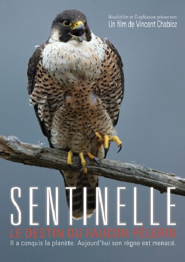 Sentinelle, le destin du faucon pèlerin - DVD - V. CHABLOZ