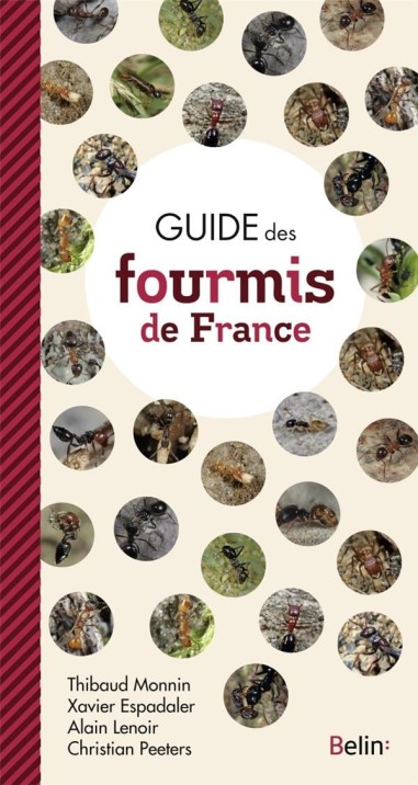 Guide des fourmis de France - LIVRE - Belin