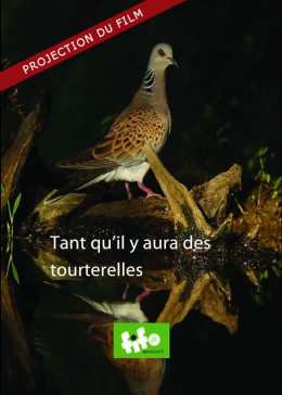 Projection Tant qu'il y aura des tourterelles -Marion PETIT et Joachim BOUYJOU