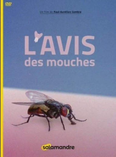 L’avis des mouches - DVD - Paul-Aurélien Combre