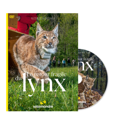 Le retour fragile du lynx - Laurent GESLIN - DVD