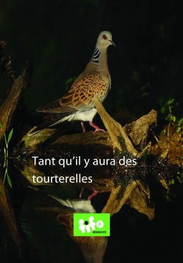 Tant qu'il y aura des tourterelles - DVD - Marion PETIT...